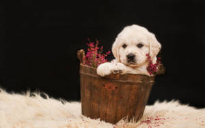 Golden Retriever Puppy In Bucket Wallpaper