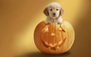 Golden Retriever Puppy Pumpkin Wallpaper