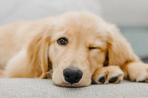 Golden Retriever Puppy Wink Wallpaper