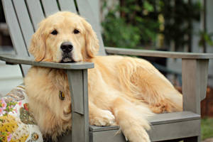 Golden Retriever Wooden Bench Wallpaper