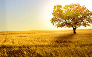 Golden Scenic Nature Wallpaper