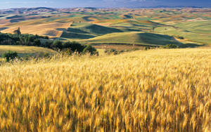 Golden Wheat Fields Of Kansas Wallpaper