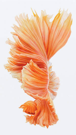 Goldfish Iphone Ios 10 Wallpaper