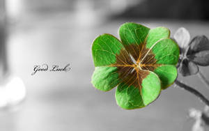 Good Luck St Patrick's Day Wallpaper