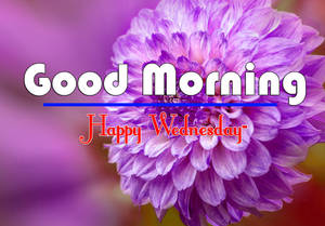 Good Morning Happy Wednesday Purple Flower Wallpaper