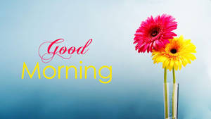 Good Morning Hd With Gerbera Daisies Wallpaper