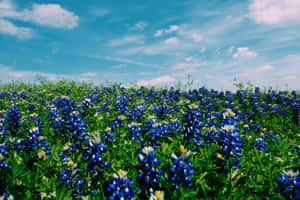 Google Pixel In Bloom Collection Bluebonnet Field Wallpaper