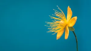 Google Pixel In Bloom Collection Lone Yellow Flower Wallpaper