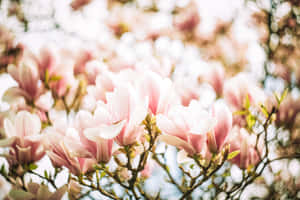 Google Pixel In Bloom Collection Pink Magnolias Wallpaper