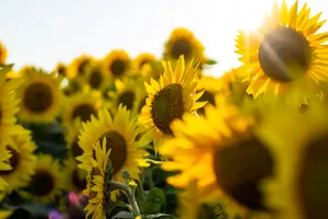 Google Pixel In Bloom Collection Sunflower Field Wallpaper