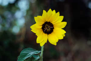 Google Pixel In Bloom Collection Sunflower With Bee Wallpaper