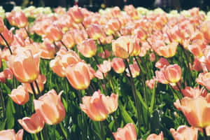 Google Pixel In Bloom Collection Tulip Field Wallpaper