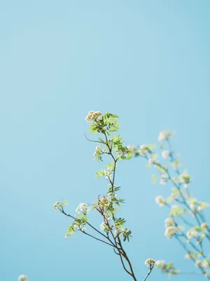 Google Pixel In Bloom Collection White Flowers Wallpaper