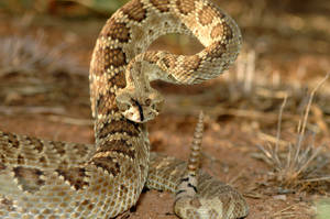 Gopher Snake In Intimidating Striking Posture Wallpaper