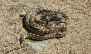 Gopher Snake With Black Patterned Scales Wallpaper