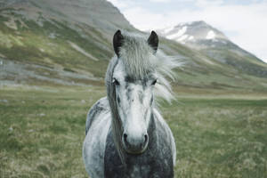 Gorgeous Horse Grazing In The Summer Meadow Wallpaper