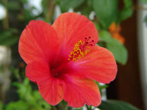 Gorgeous Orange Hibiscus Flower Wallpaper