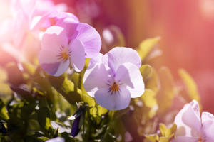 Gorgeous Purple Pansy Garden Wallpaper