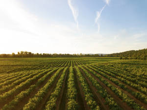 Gorgeous Vineyard Farm Next To Woodland Wallpaper