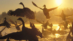 Gorgeous Wild Geese Wallpaper