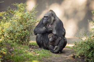 Gorilla Beside A Bush Wallpaper