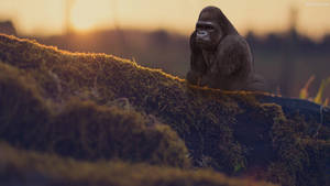 Gorilla Beside A Mountain Slope Wallpaper