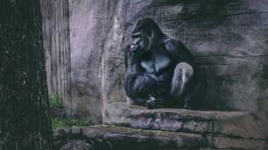 Gorilla Desktop Alone On The Rocks Wallpaper