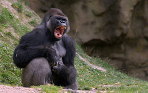 Gorilla Desktop Yawning Widely Wallpaper