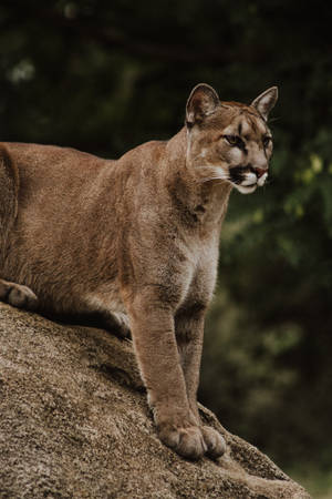 Graceful Leap - Puma On The Move Wallpaper