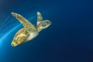 Graceful Sea Turtle Swimming Wallpaper