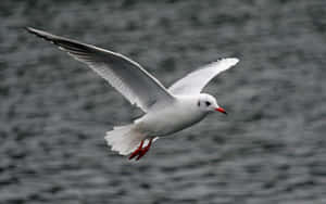 Graceful Seagull Soaring High In The Sky Wallpaper