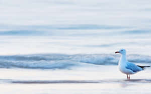 Graceful Seagull Soaring Over The Ocean Wallpaper