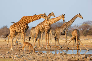 Graceful Wildlife Moments – African Animals At A Waterhole Wallpaper