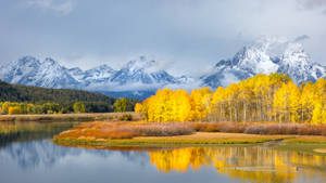 Grand Teton National Park Yellow Landscape Wallpaper