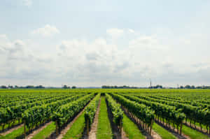 Grape Field Vineyard Wallpaper