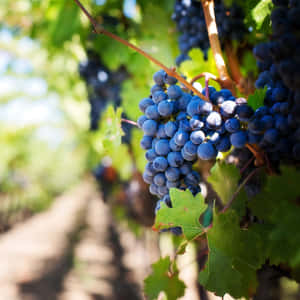 Grape Fruit In Vineyard Wallpaper