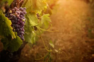 Grape Fruits At Sunset Wallpaper