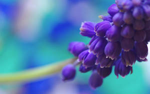 Grape-like Purple Flower Wallpaper