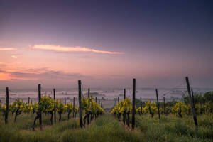 Grape Vineyard For Wine Wallpaper