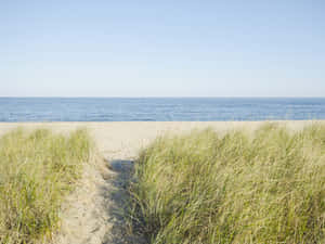 Grass Beach New England Summer Wallpaper