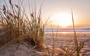 Grass By The Beach Summer Desktop Wallpaper