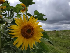 Grass Field Sunflower Aesthetic Wallpaper