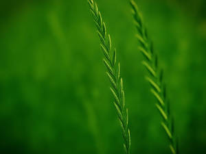 Grass Green Leaves Closeup Wallpaper