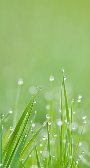 Grass Iphone Whatsapp Wallpaper