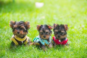 Grass Lying Yorkie Puppies Wallpaper