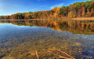 Grasses Under Transparent Water Wallpaper