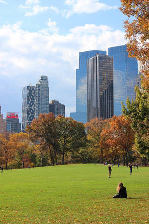 Grassy Central Park Field Wallpaper