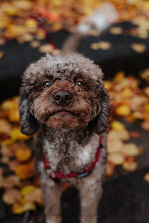 Gray And Tan Poodle Puppy Wallpaper