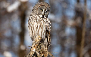 Gray Barred Owl On Stump Wallpaper