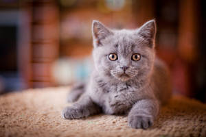 Gray Cute Cat Wallpaper